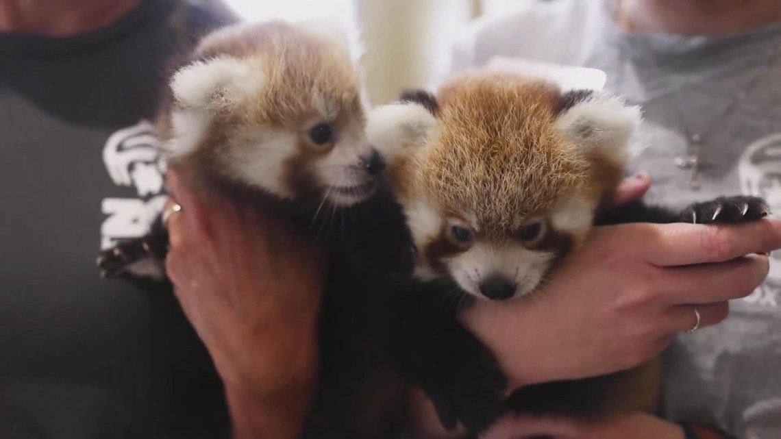 Red panda cubs debut at Zoo Knoxville this year