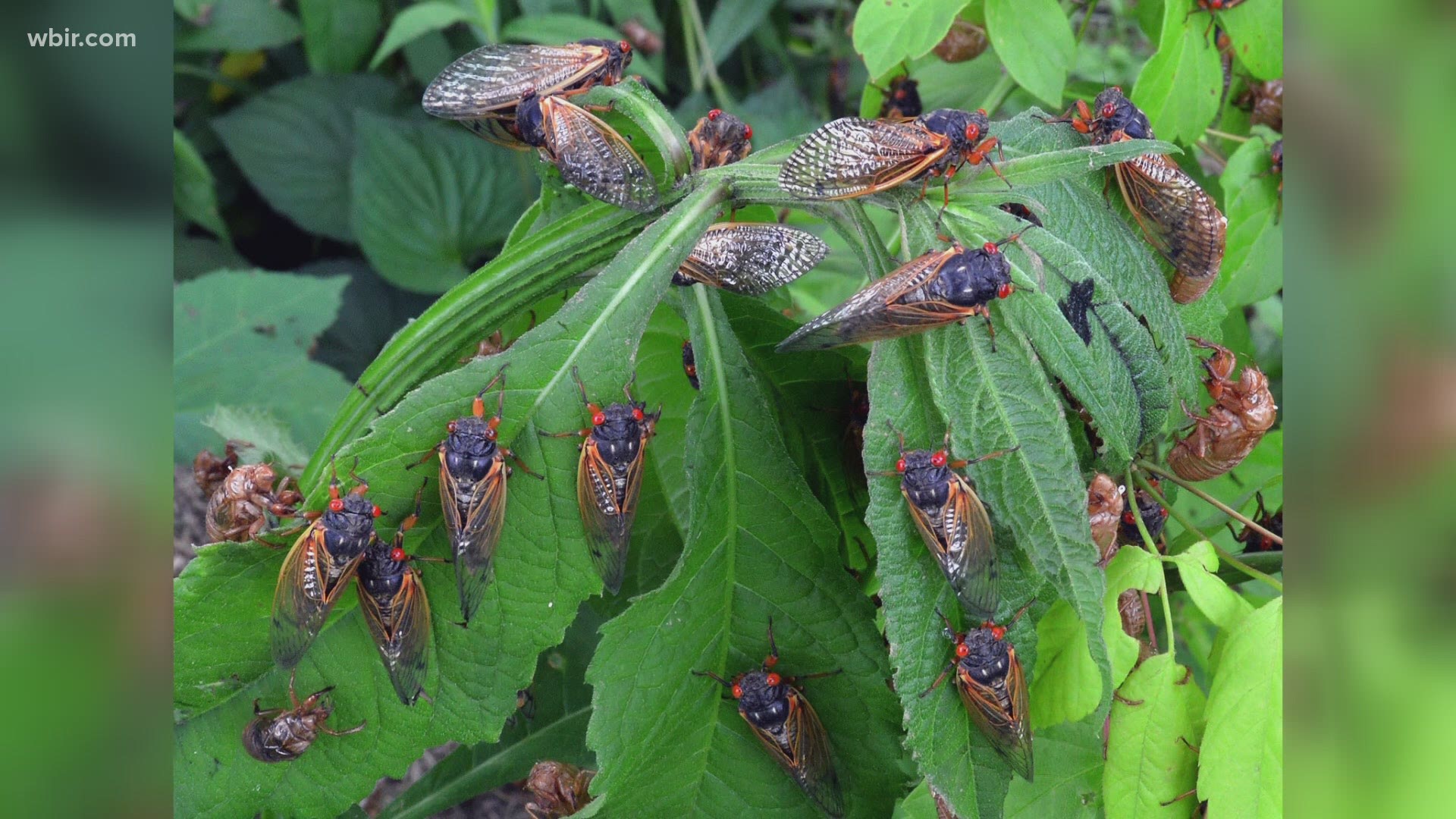 You've heard it before and you'll hear it again! The 17-year cicadas will start emerging in East Tennessee this May.