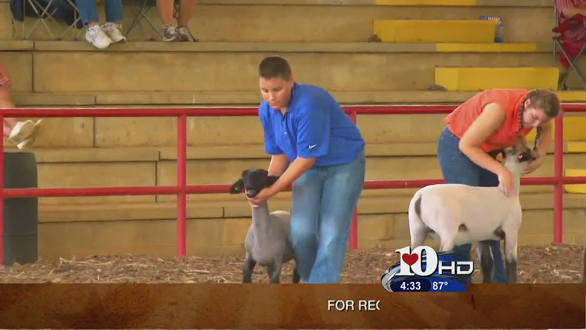 Live at Five at 4June 29, 2016A look at the 4-H Sheep expo at Chilhowee Park in Knoxville.
