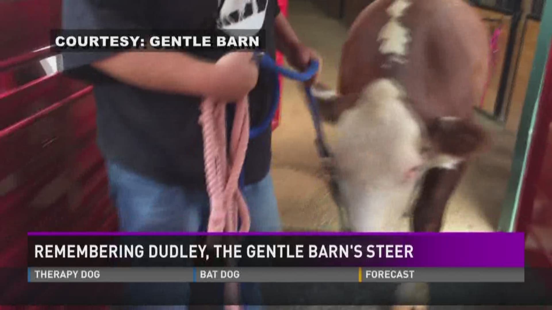 Dudley was well known because of his prosthetic leg. The rescued steer died earlier this week from a  medical issue.