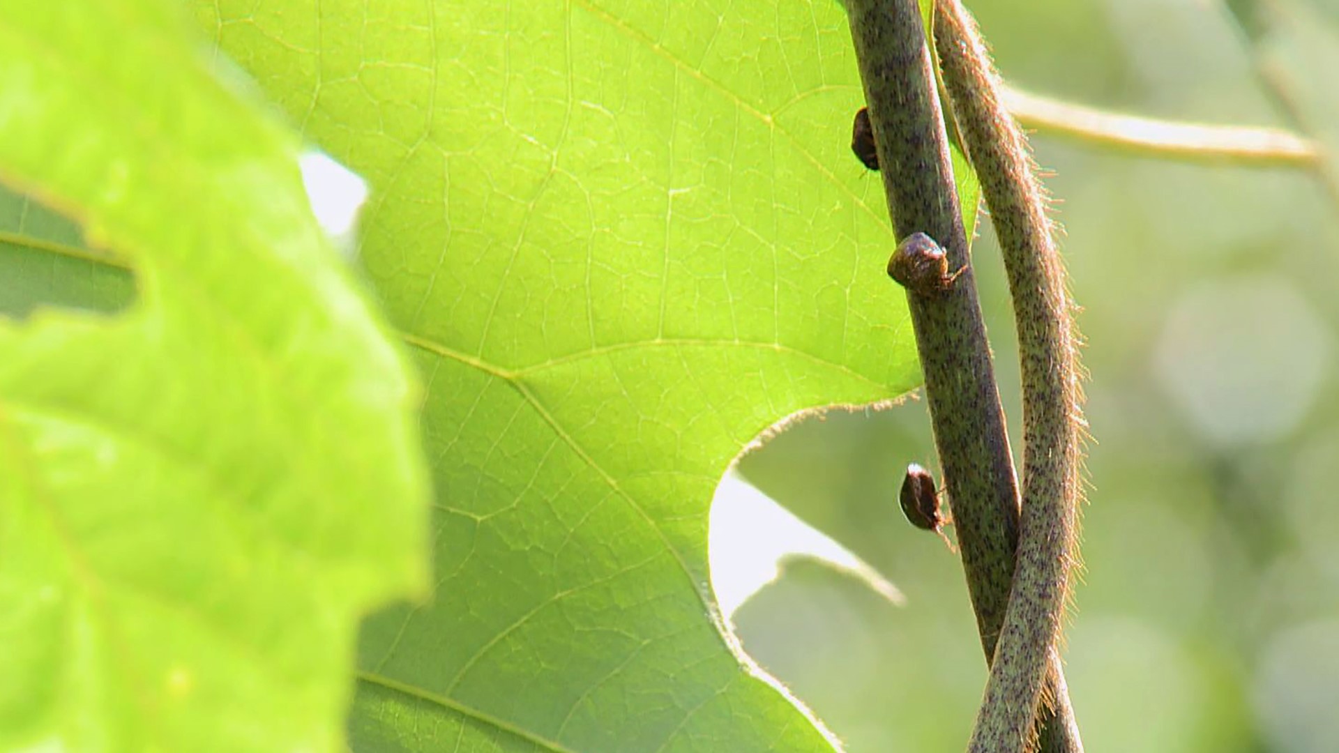 Kill the kudzu! Vine grows danger in Sevier County