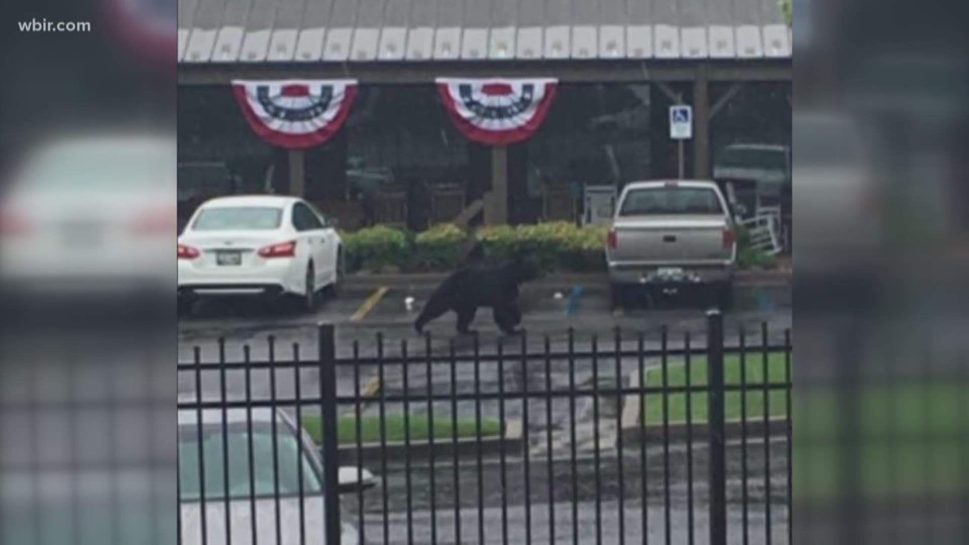 One family says the bear jumped onto their car, denting in the top. TWRA believes it has moved on for now.