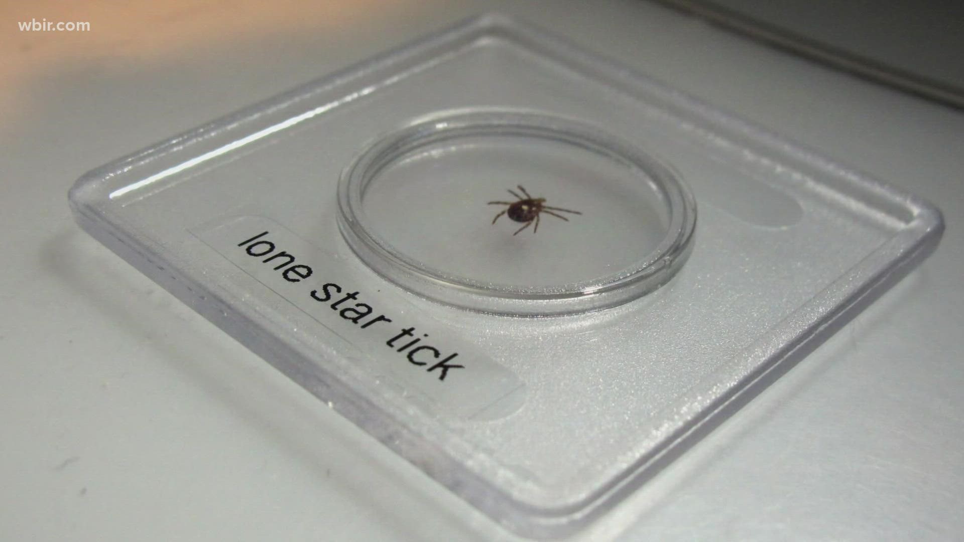 A single tick bite can result in Alpha-gal Syndrome, which is effectively an allery to meat.