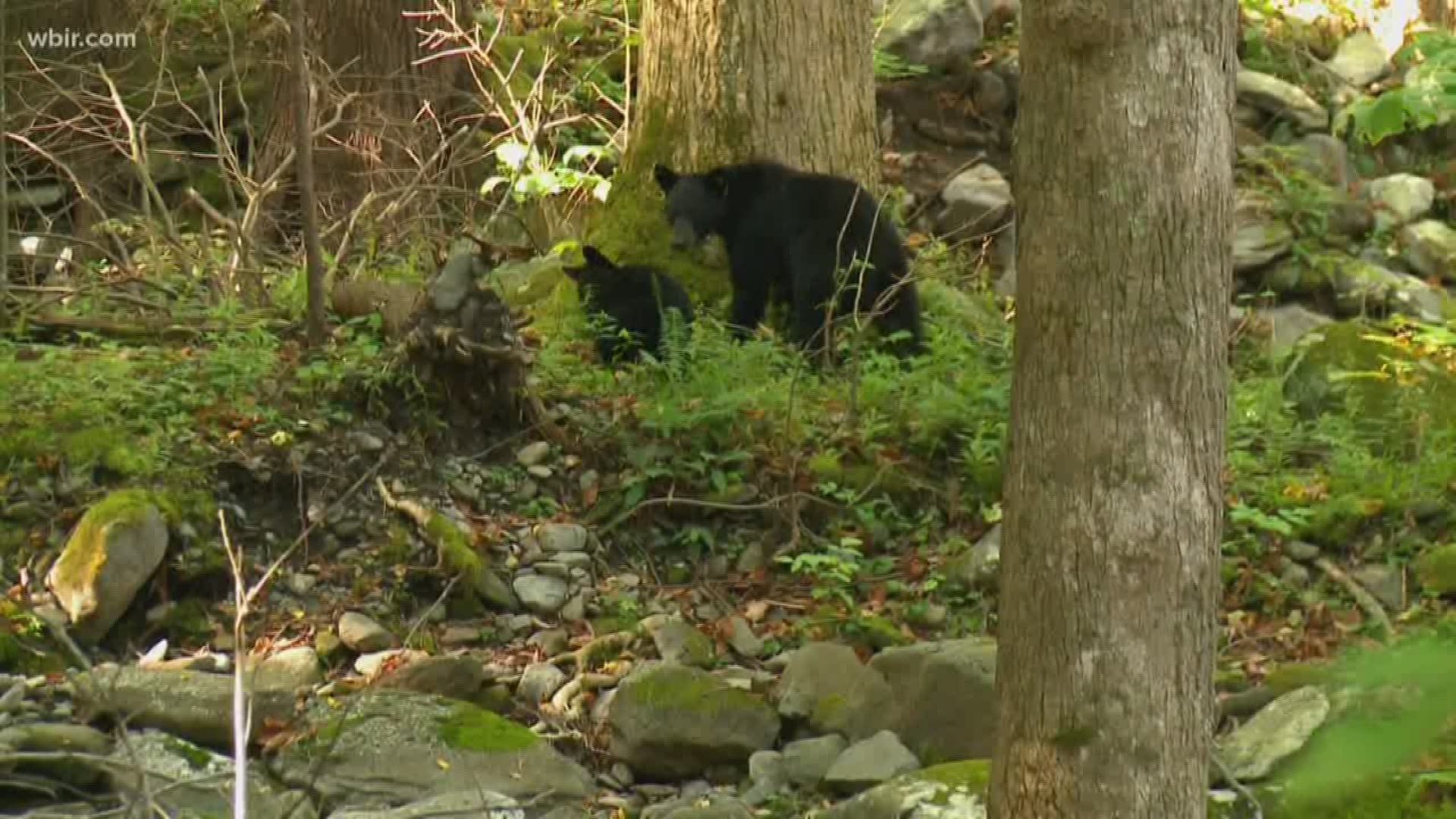Almost all of East Tennessee is dealing with 'abnormally dry' and 'severe drought' conditions. But   for bears -- that's helping them with an important food source.