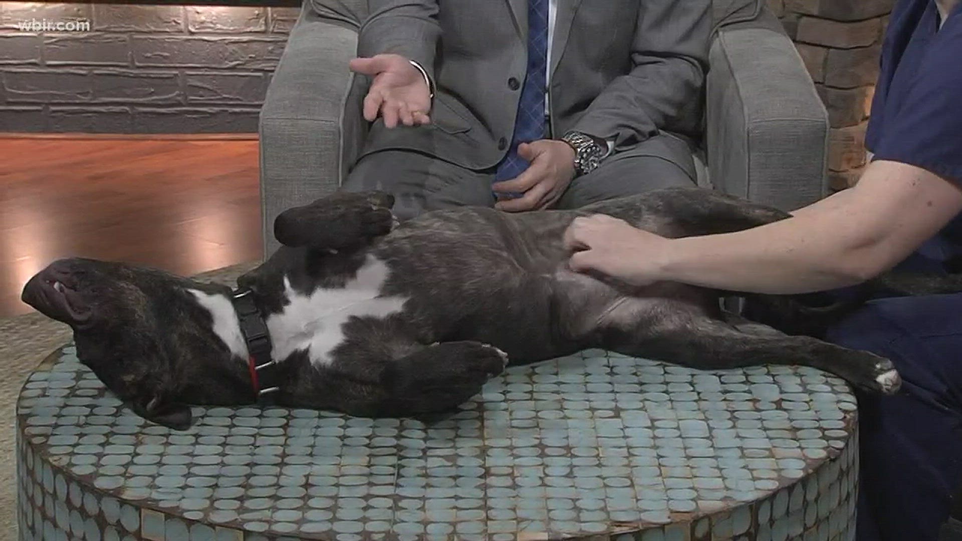 It's time for pet of the week! 	Dr. Lisa Chassy is here with an adoptable pet