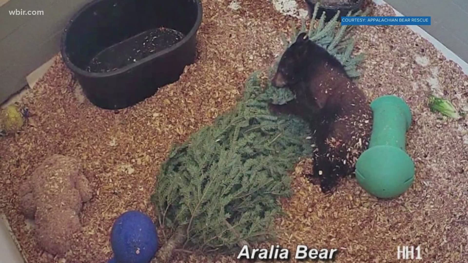 The cubs at Appalachian Bear Rescue got some presents for Christmas — Christmas trees!