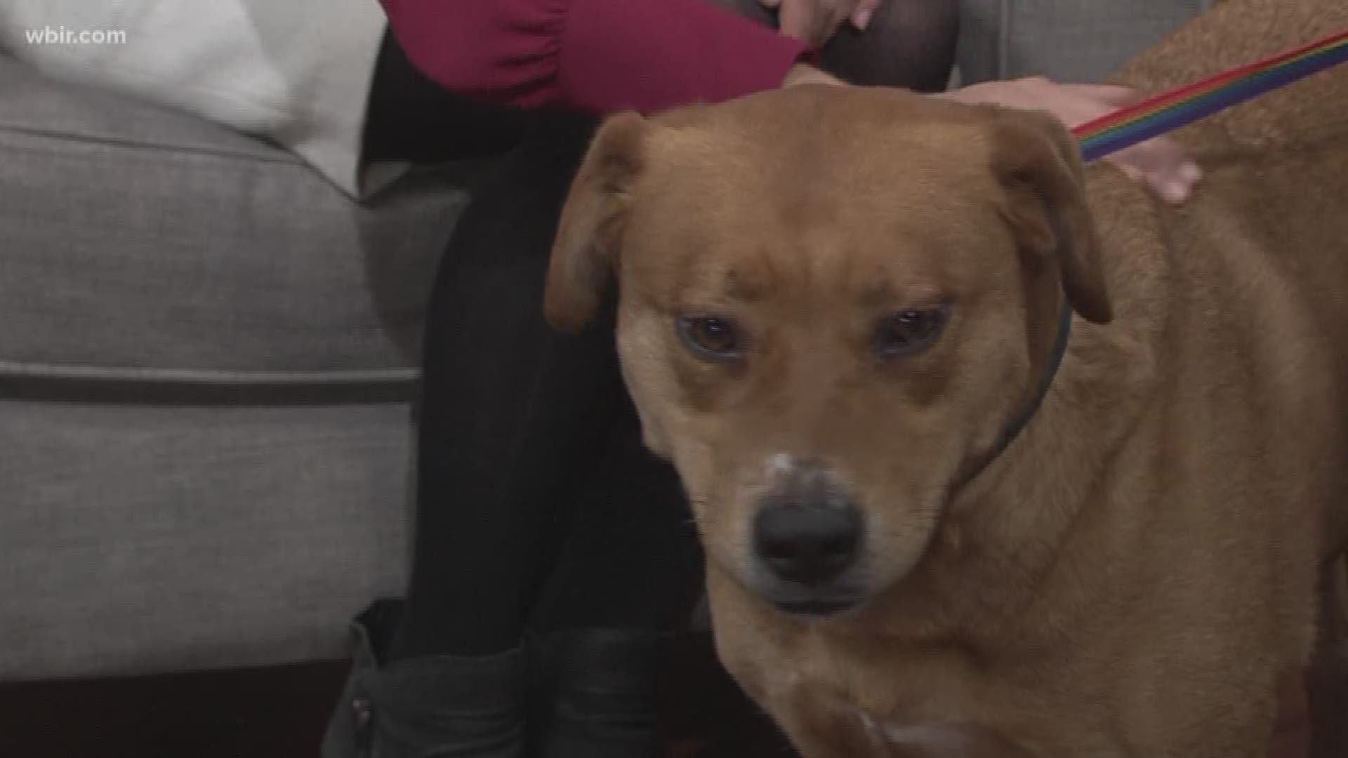 Young-Williams Animal Center brought on Buster and some Valentine's Day date ideas.