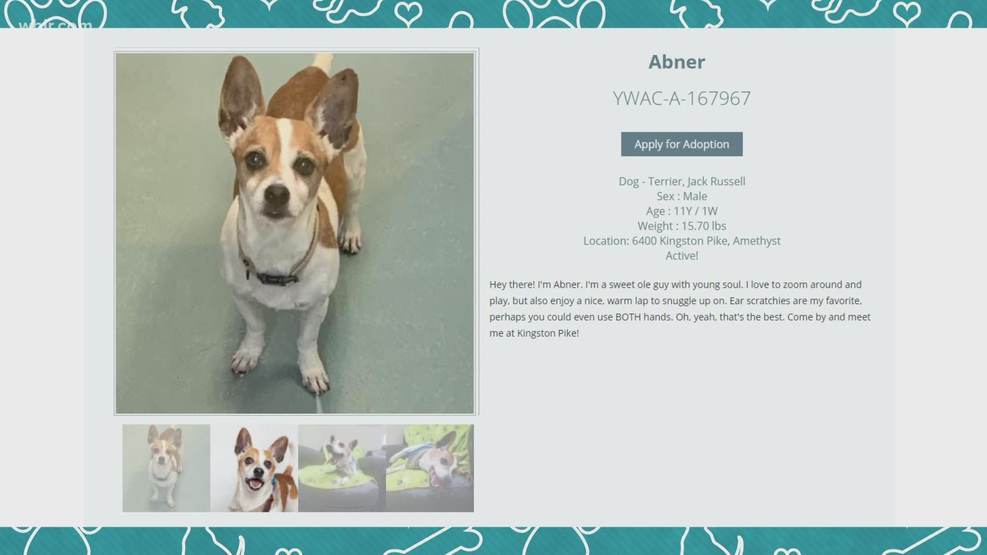 Young-Williams introduces to Abner, a sweet and lively senior boy looking to be adopted! We also learn how you can participate in their Virtual Rescue Race.