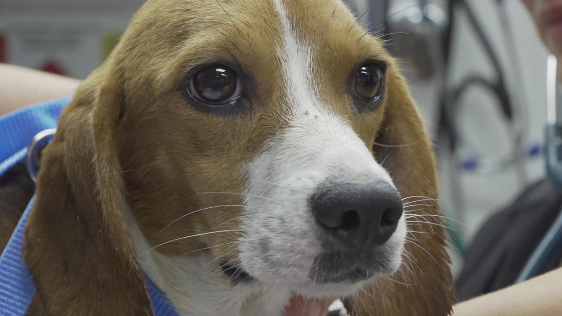 Around 4,000 beagles were rescued from the Virginia breeding and research facility in July. After several animal welfare violations, including painful treatments.