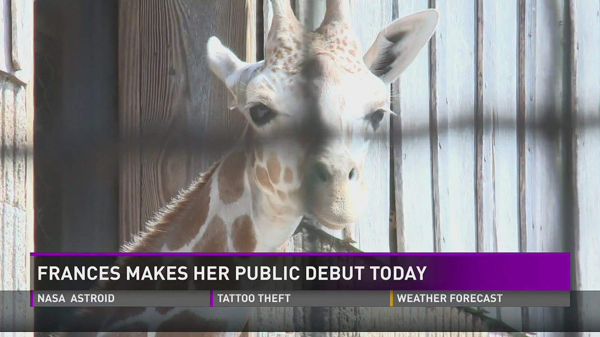 Frances the giraffe made her public debut at Zoo Knoxville on Tuesday morning.