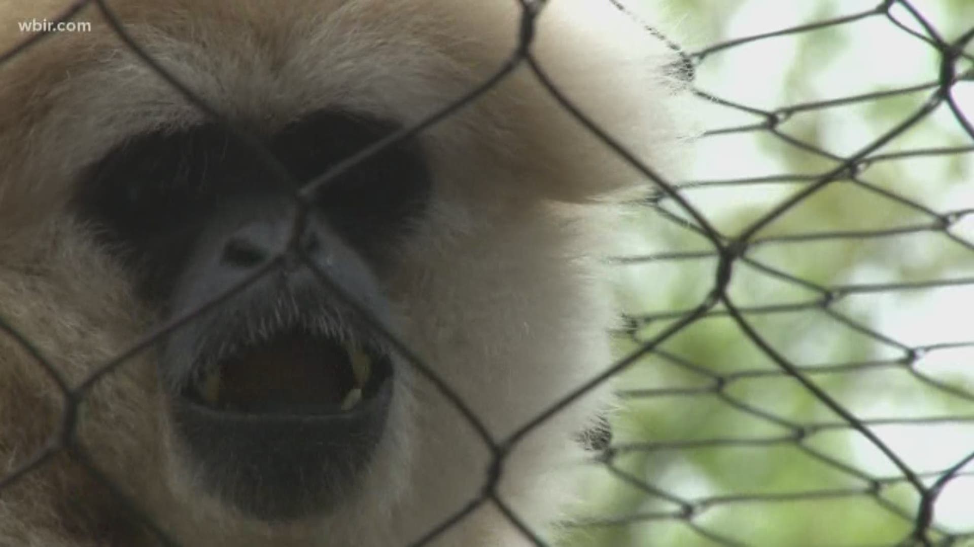 After being closed for 10 days due to flooding a couple of months ago, Zoo Knoxville has announced the money they lost during that time has been completely restored.