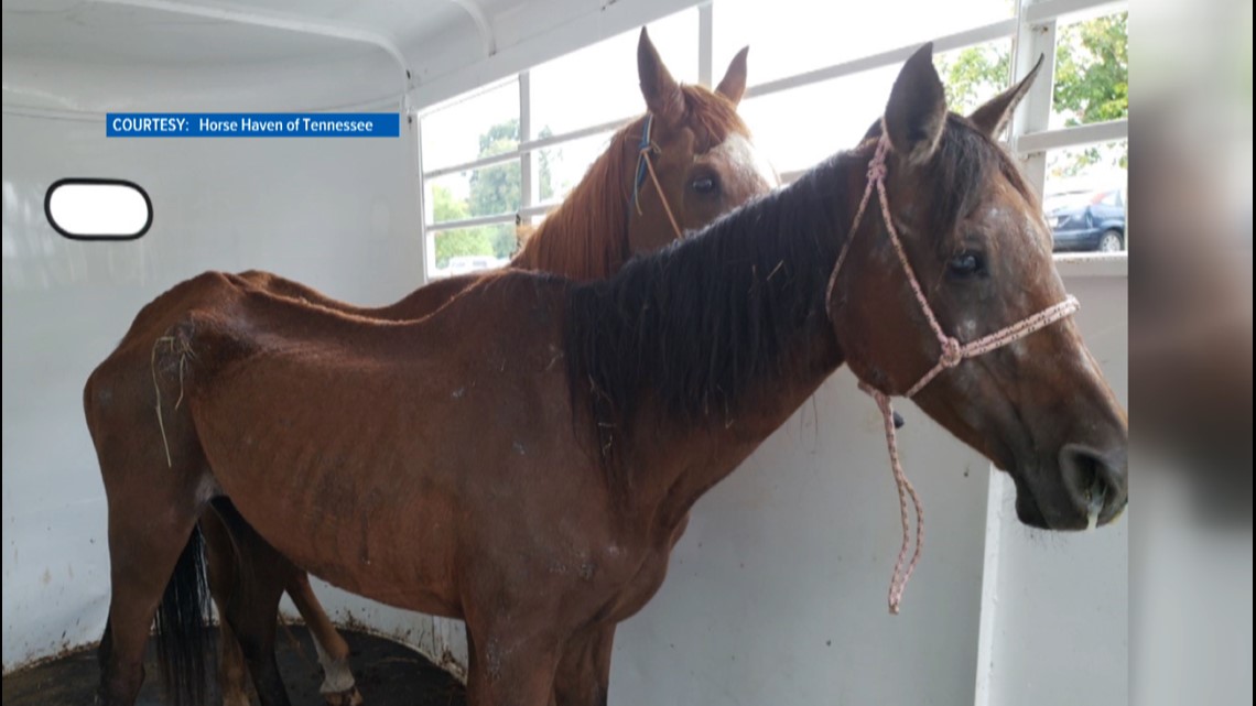 Horse Haven rescues two emaciated Arabian horses near death, says it's