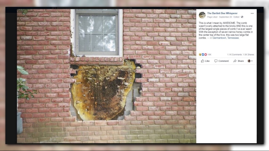 Ut Health Center >> Holy honeycomb! Beekeepers remove massive honeycomb from ... Ut Health Center >> Holy honeycomb! Beekeepers remove massive honeycomb from ...