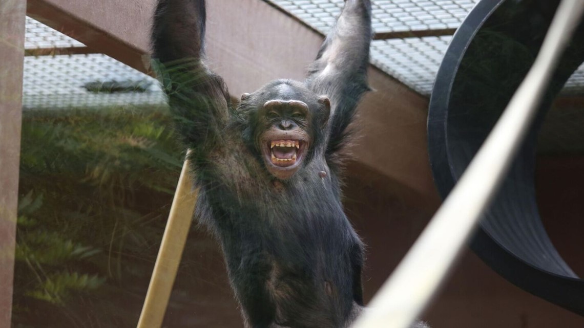 Jambo the chimp is looking for love at Zoo Knoxville
