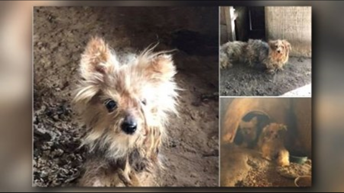 Rhea Co. shelter: 100+ Yorkies, Chihuahuas, designer dogs rescued after ...