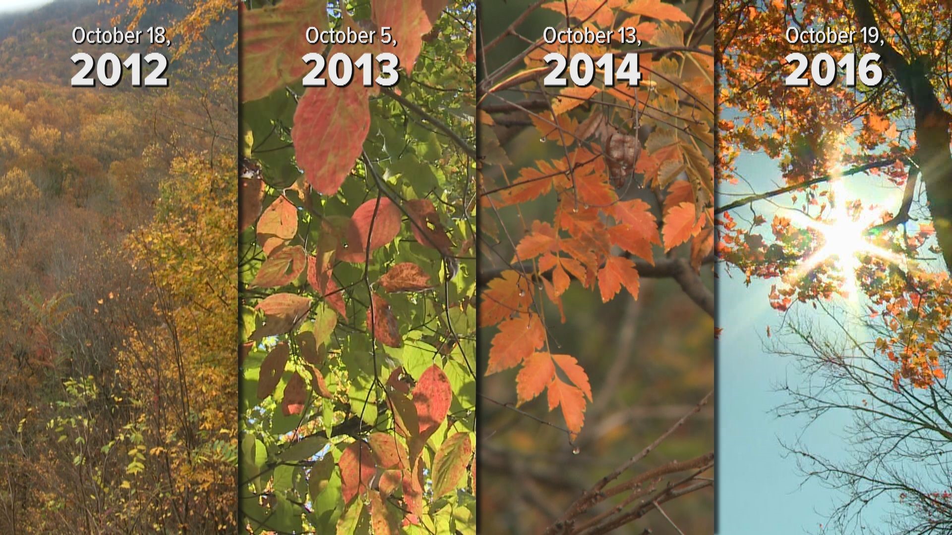 Fall Coverage 2019 Foliage Forecast: drought delays fall colors | wbir.com
