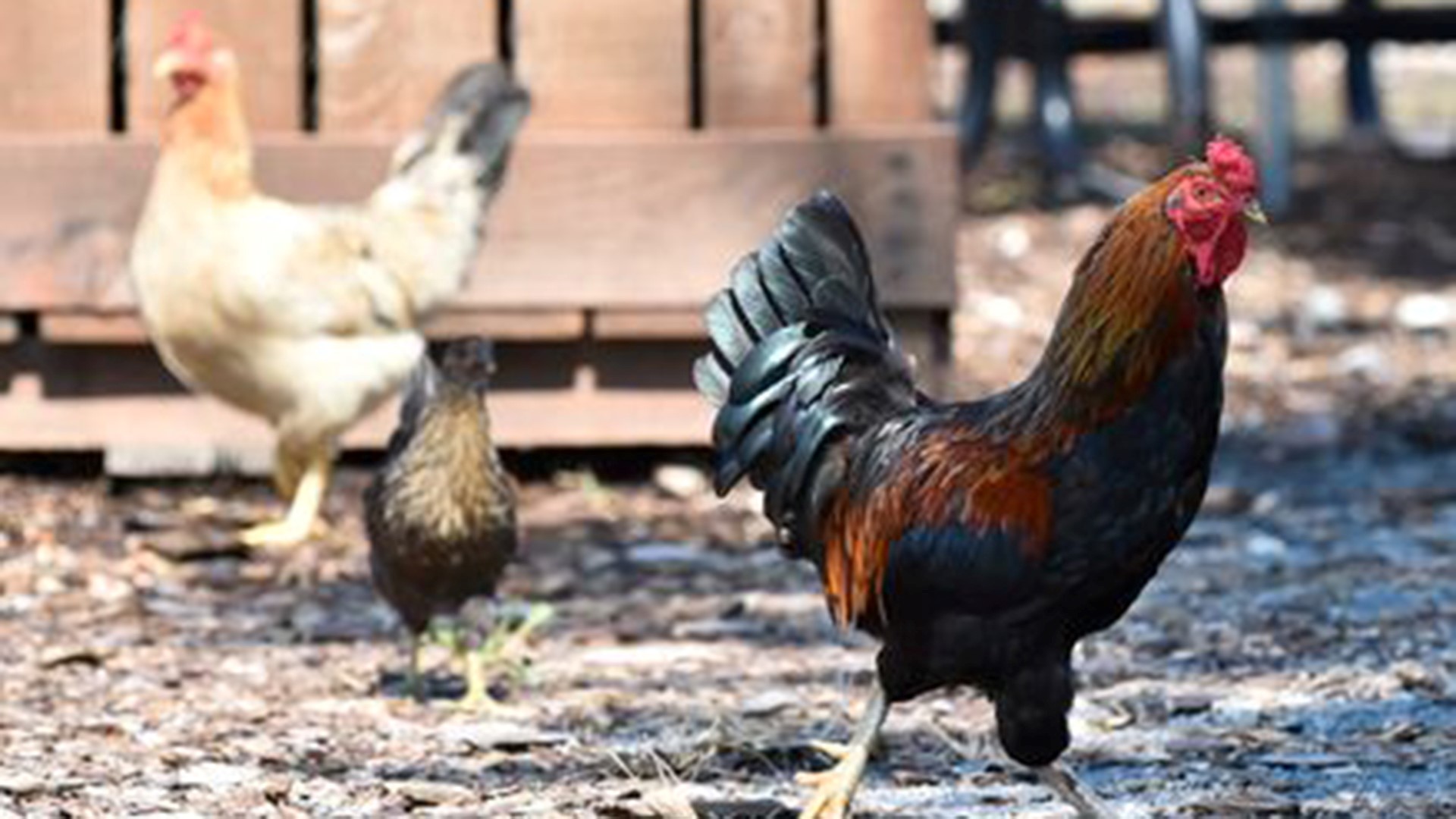 Cdc Backyard Chickens Likely Cause Of Salmonella Outbreaks 