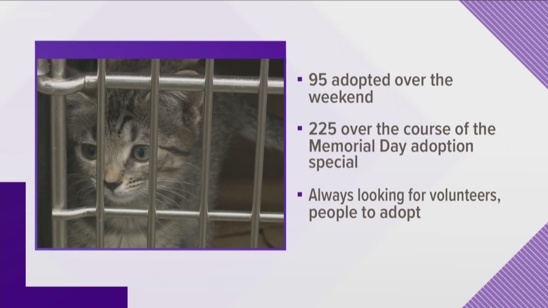 Over the course of the shelter's extended Memorial Day adoption deals, 225 pets found new homes.