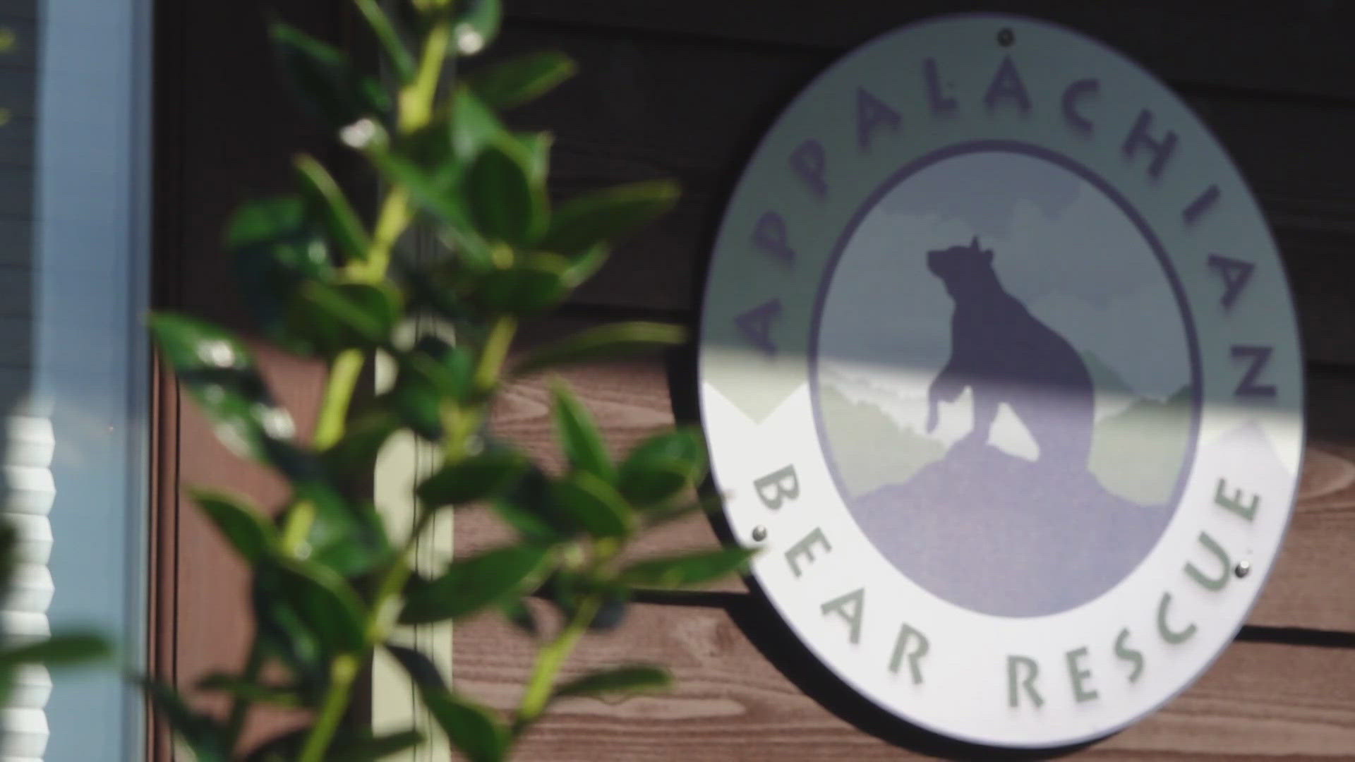 Pink Bear Rescue TWRA: No bears will be placed with Appalachian Bear Rescue for a year ...