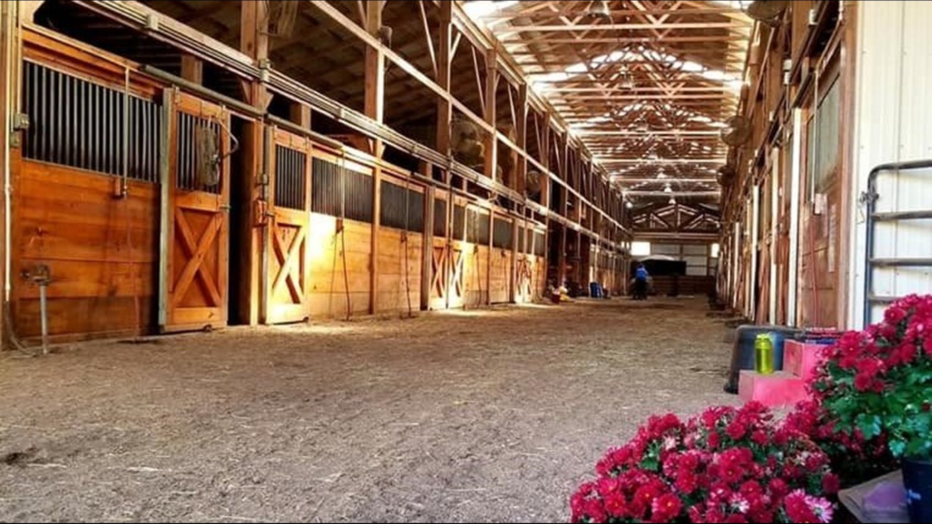 Horse Haven of Tennessee finds a new home for the holidays | wbir.com