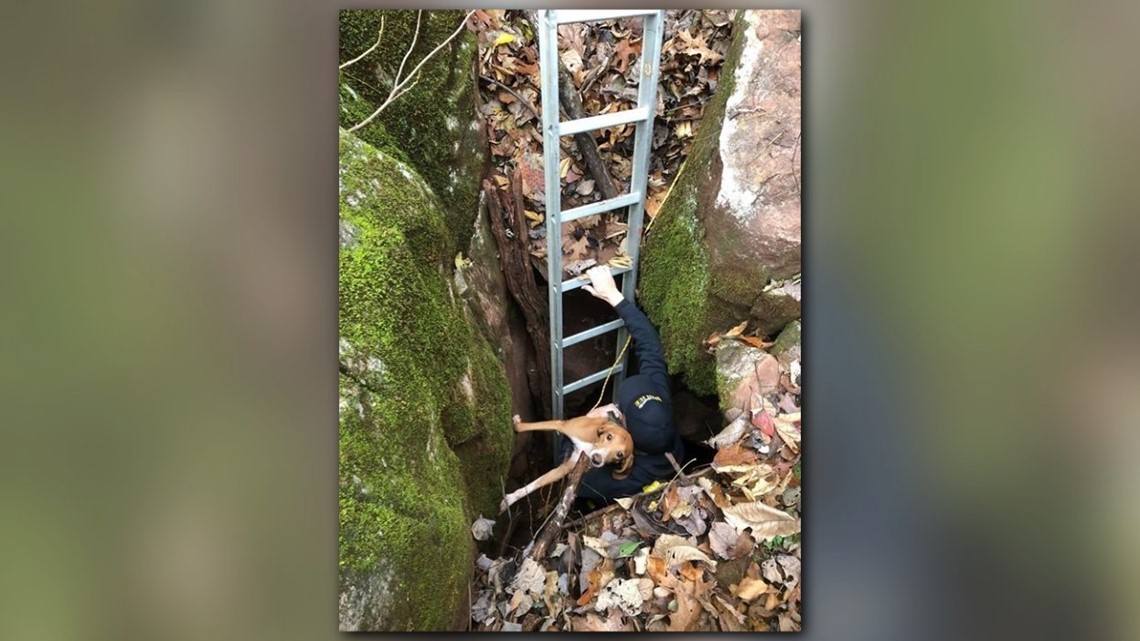 Missing dog rescued after falling into a cave in Madisonville | wbir.com
