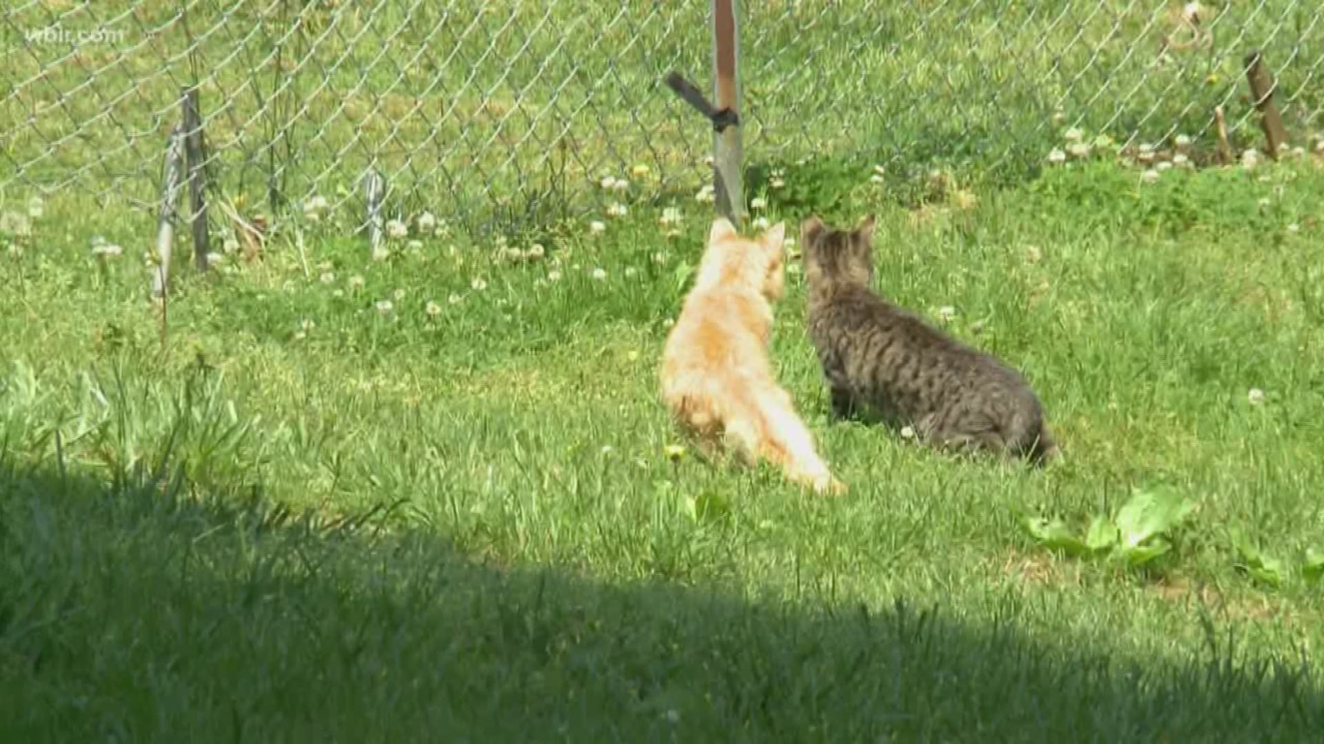 The East Tennessee community is helping cats in Hamblen County as the feral cat population grows in that area.