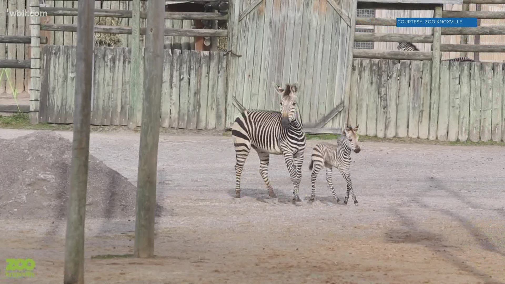 Zoo Knoxville welcomed a baby zebra and giraffe in late December. Here's an update on their cuteness. Jan. 12, 2021-4pm.