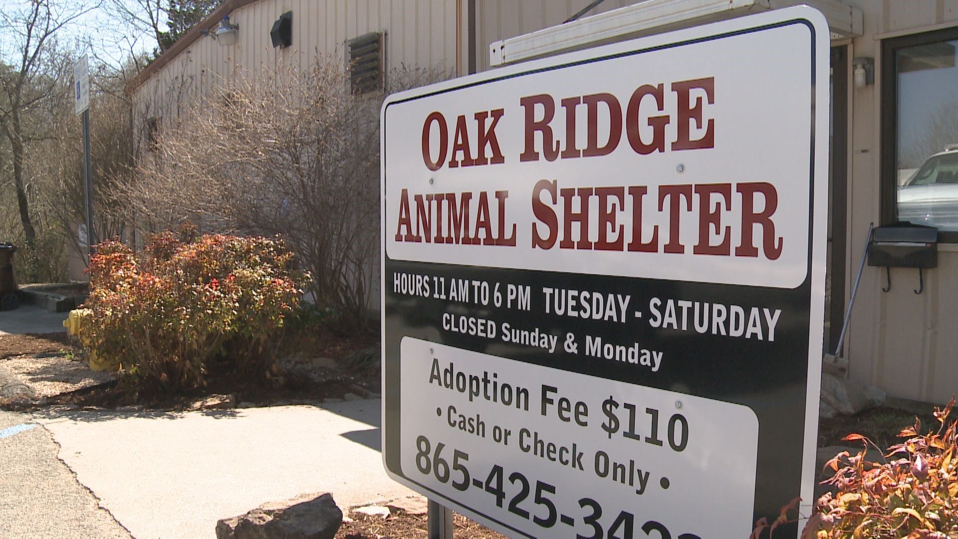 Oak Ridge Animal Shelter launches half-off adoption fees event | wbir.com