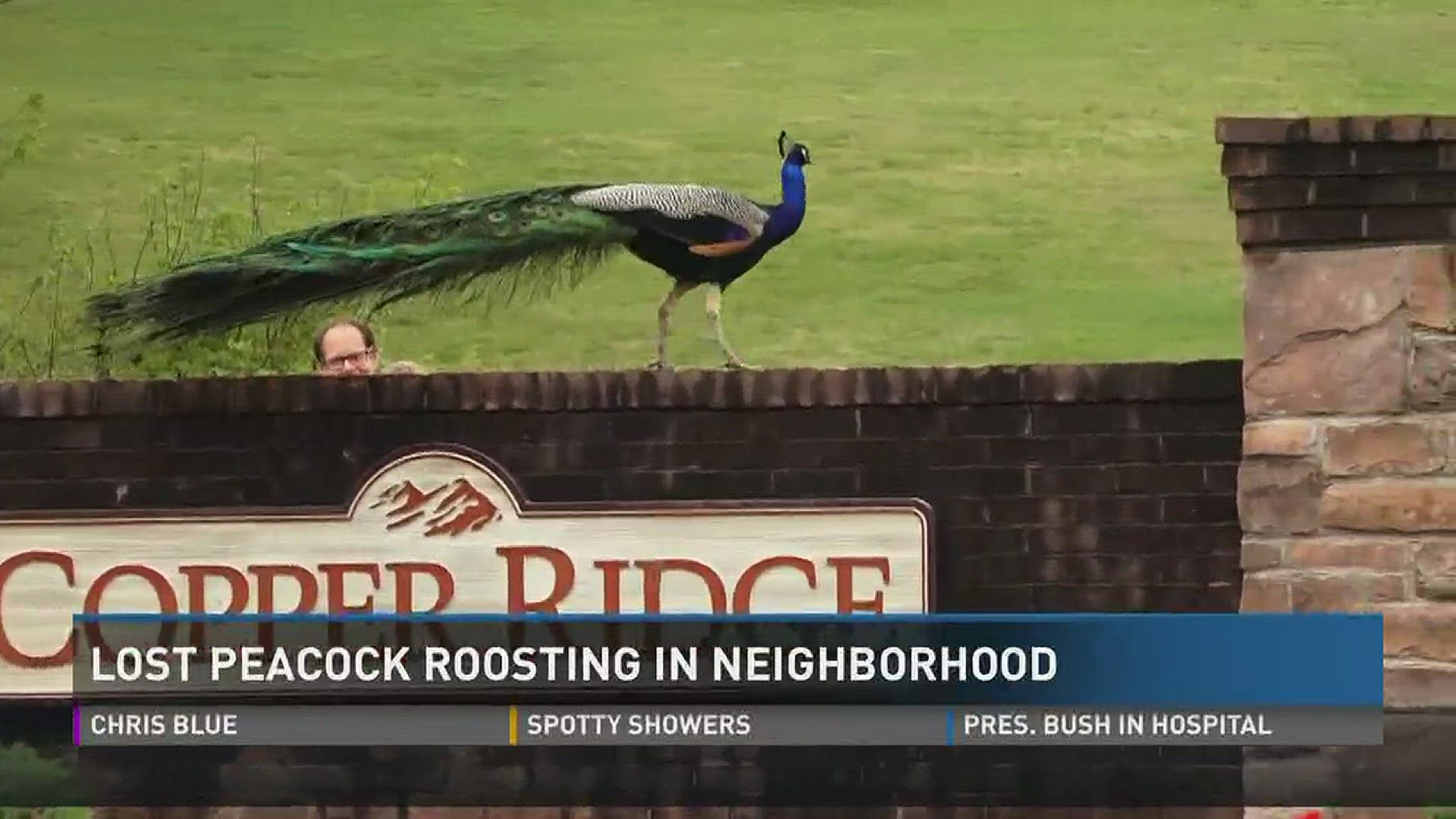 April 18, 2017: One northWest Knox County neighborhood has a magnificent new addition - a peacock! Neighbors don't know where the bird came from, and are trying to find his owner.