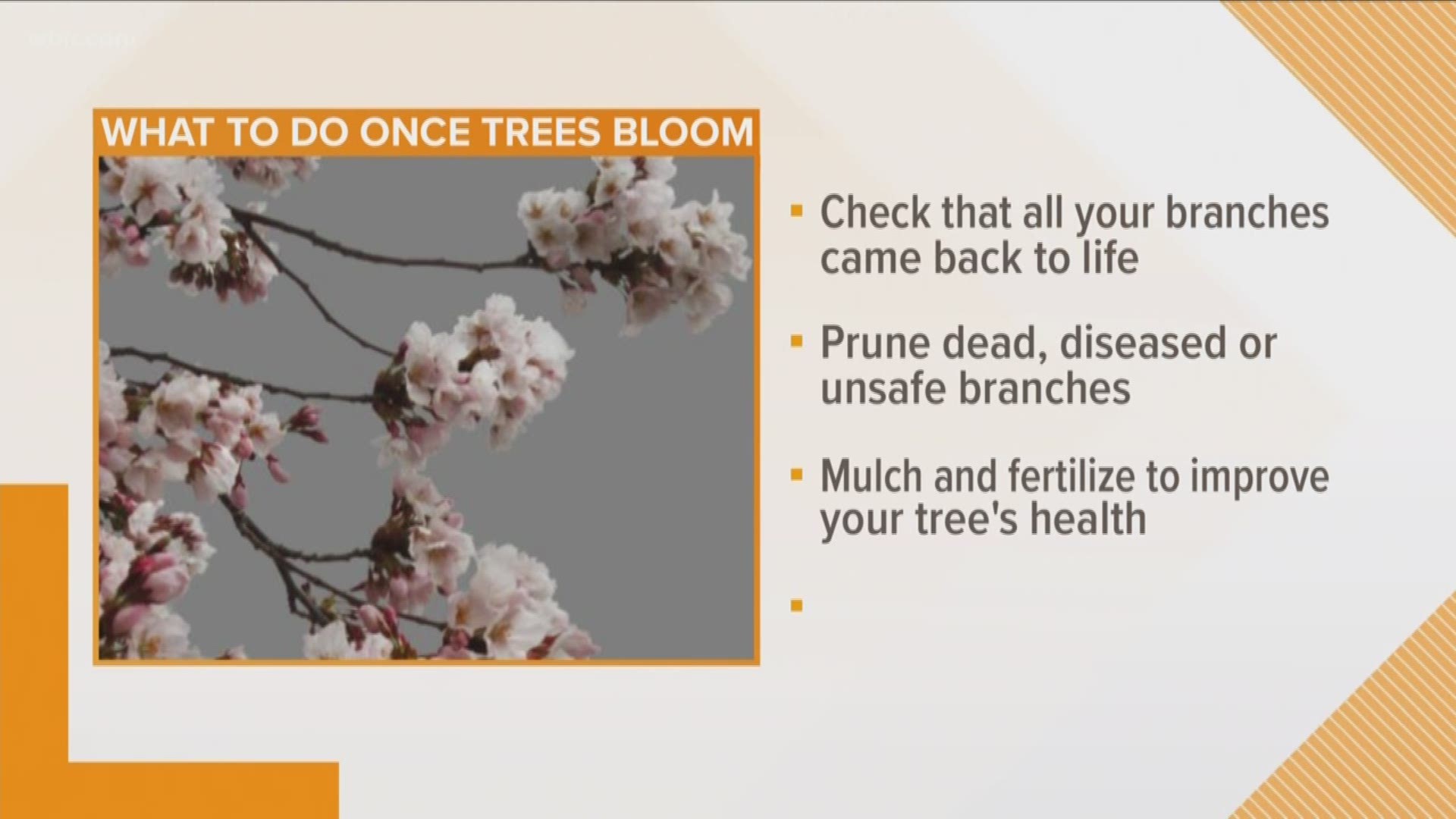 Nick St. Sauveur tells us when we should expect leaves to come back on trees and what to do if you have a late bloomer.