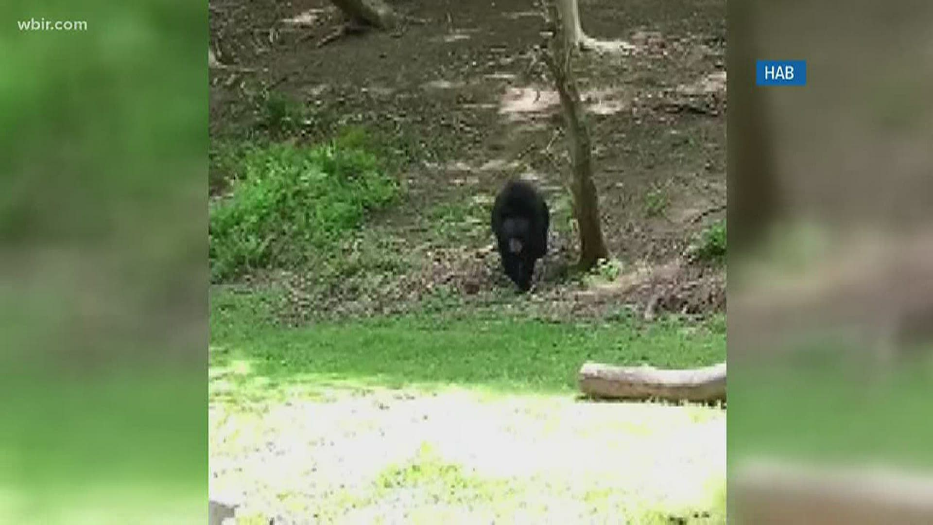 Over a dozen three-legged bears have been spotted around the Smokies and Blue Ridge Mountains since last August - but why?