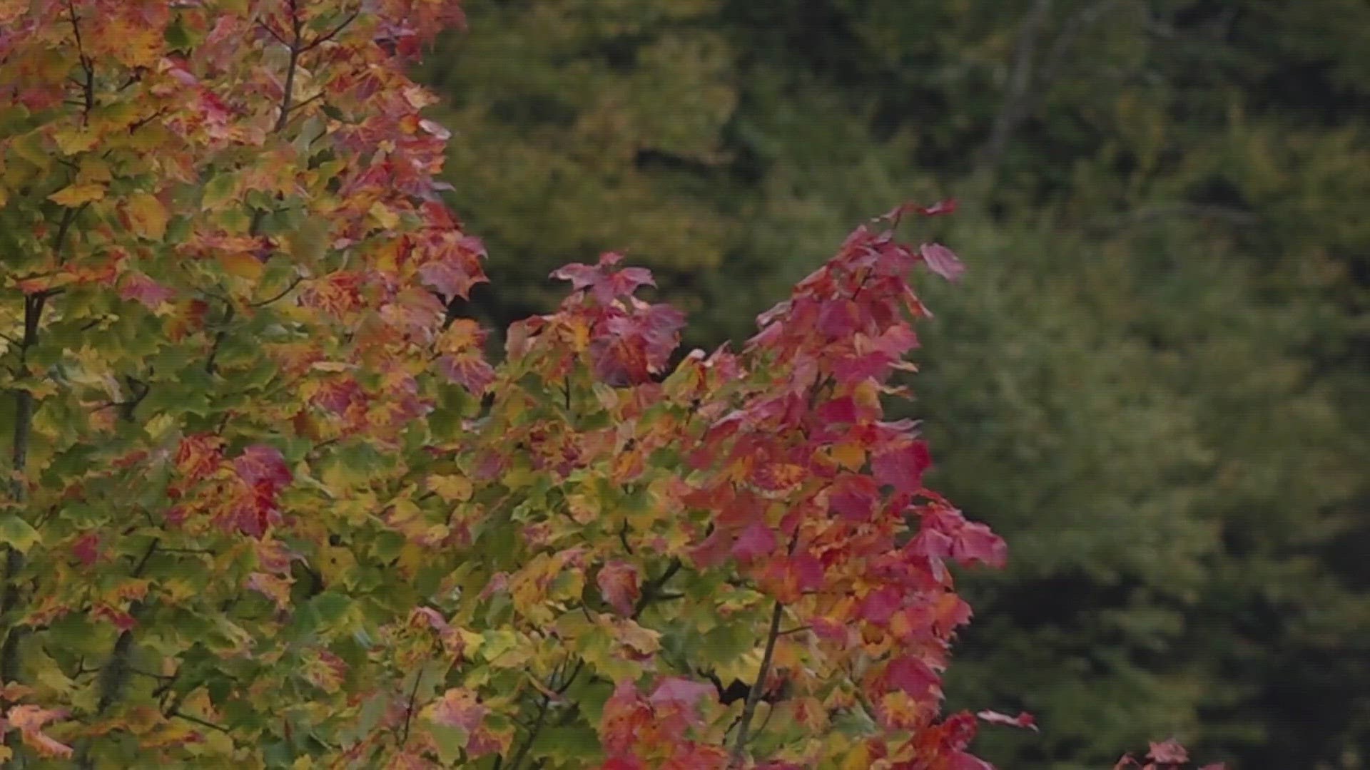 Vibrant colors of red, orange and yellow are beginning to show as a sign of the end of summer.