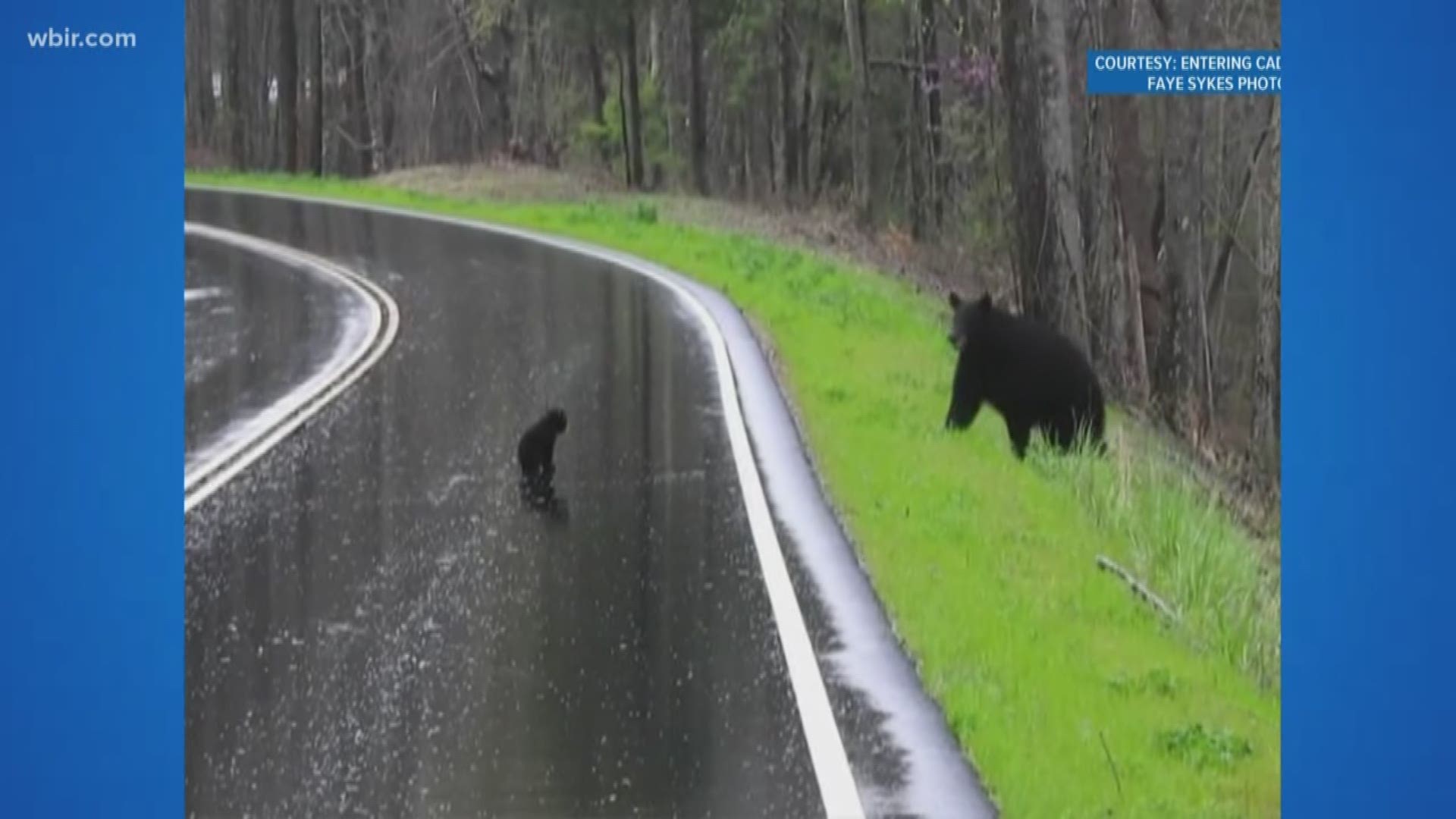 A viewer captured this adorable video of a momma black bear crossing the road with her four cubs in the Great Smoky Mountains, and it wasn't as easy as you'd think!