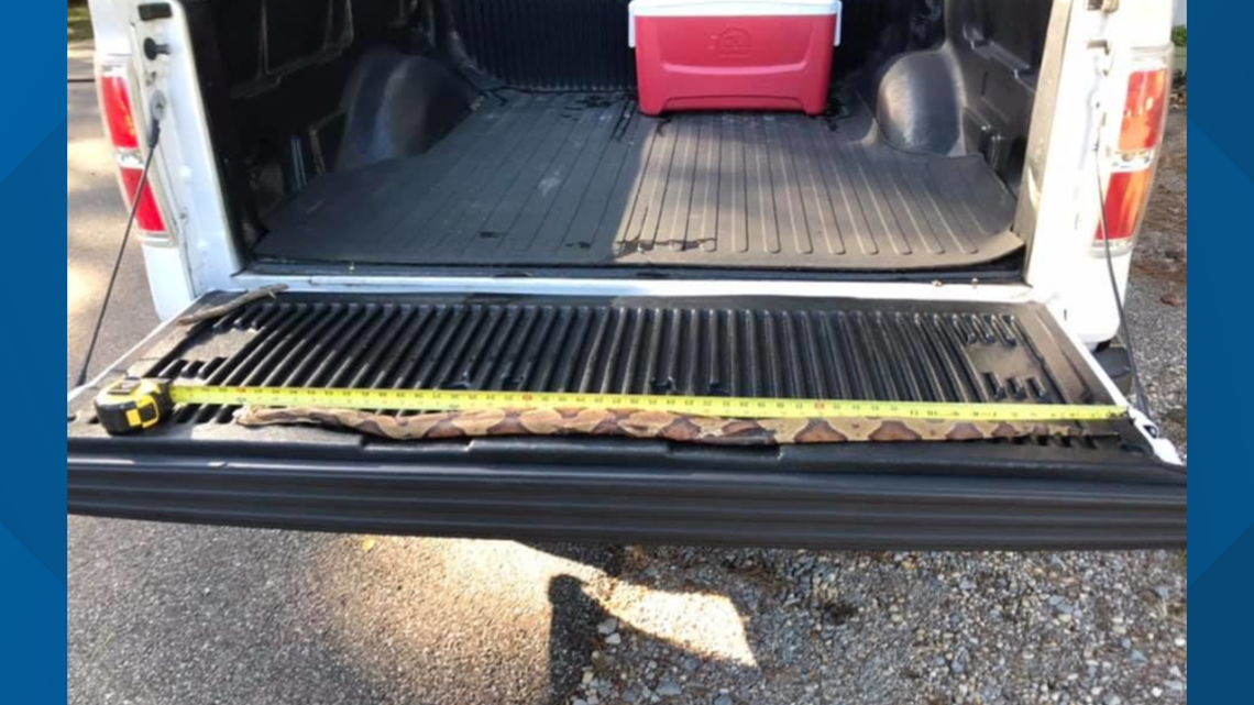 Tennessee outdoorsman finds massive, nearly recordbreaking Copperhead