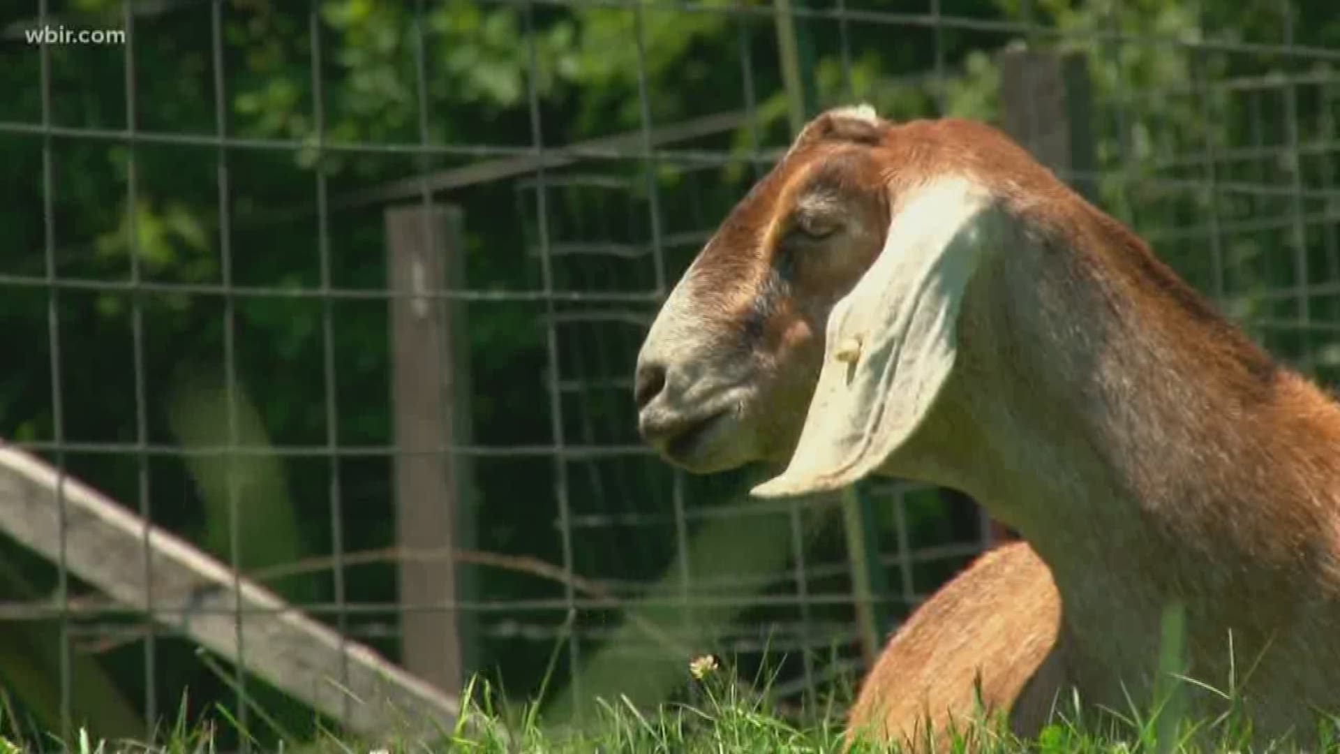 The City of Knoxville has used goat contractors to manage invasive plant species on city property since 2010.