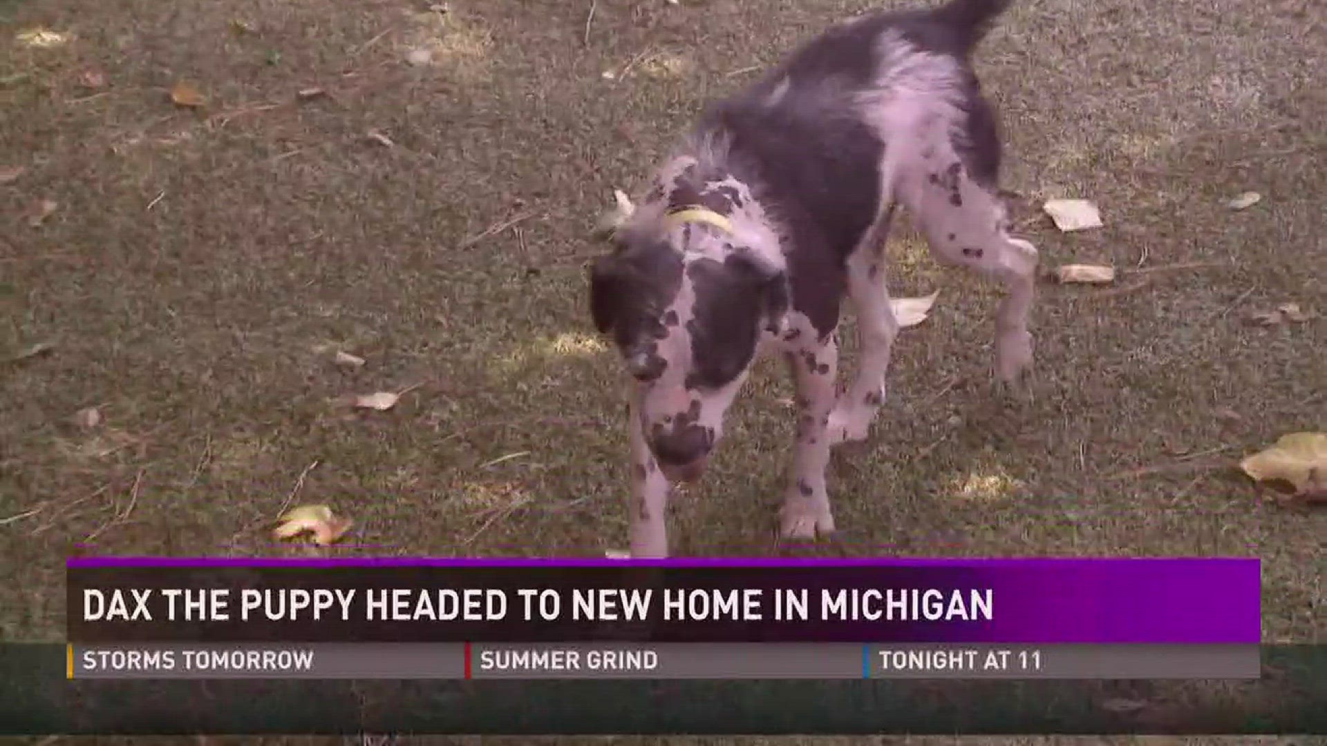 July 27, 2017: Dax the shelter dog is headed to a new home in Michigan.