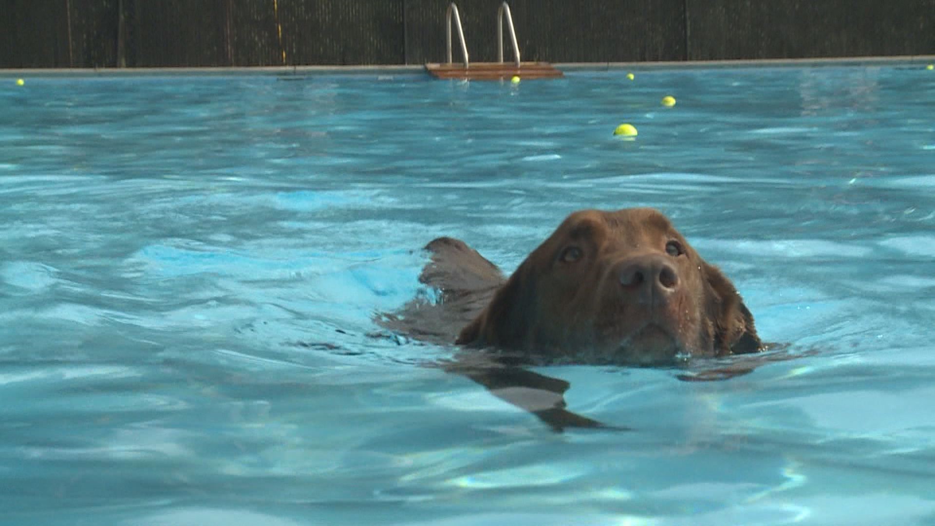Fourlegged friends take a dip in Inskip Pool