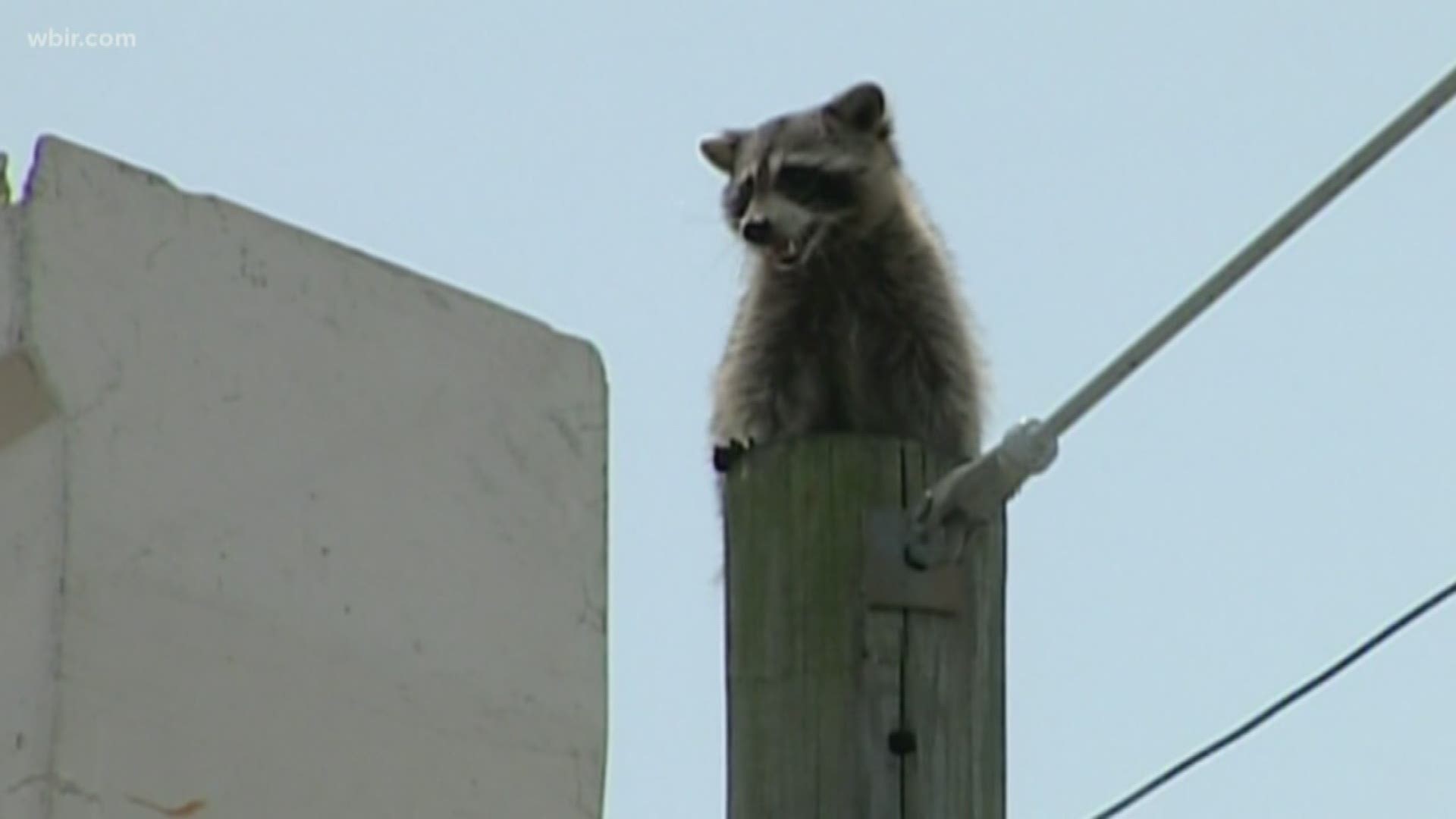 The department said it answered calls about everything from foxes to raccoons citywide.