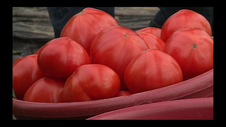 Maters Music And The Infamous Tomato Wars At The Annual Grainger County Tomato Festival Wbir Com