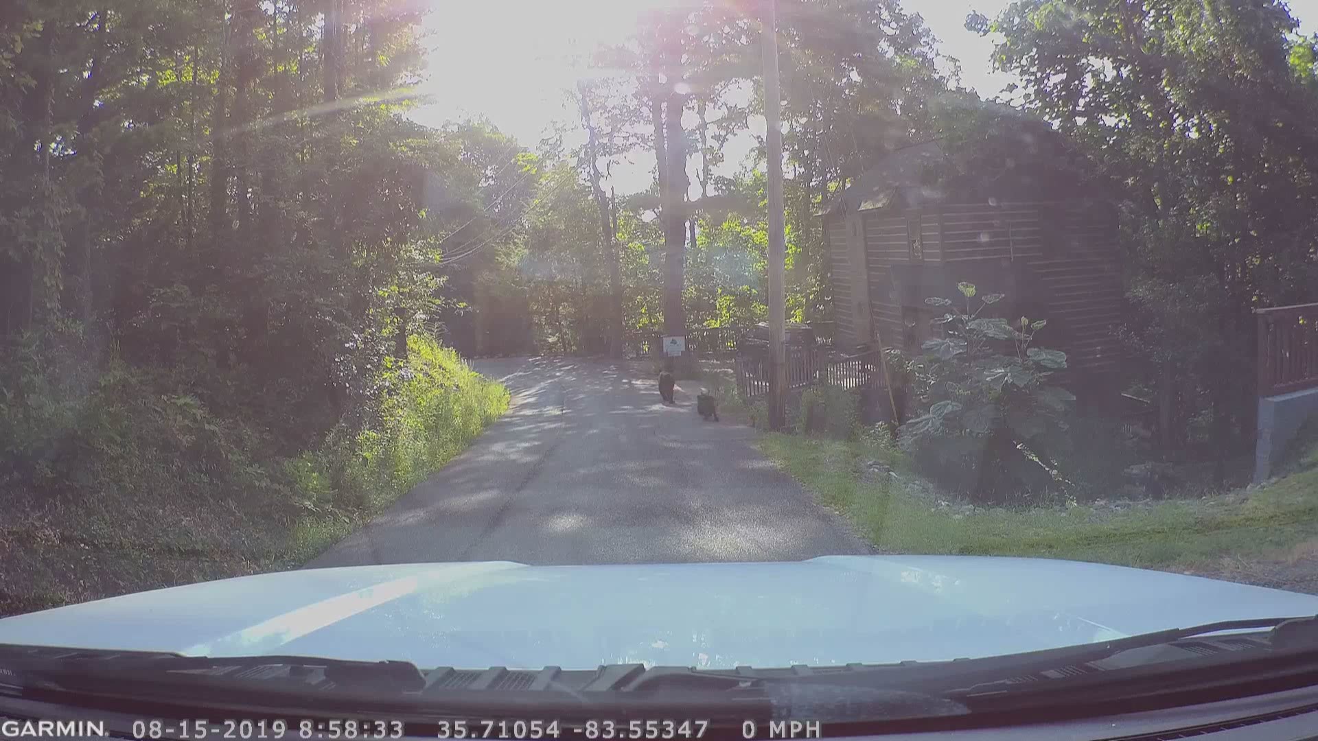This mother bear wanted to see what was inside a minivan parked outside a Gatlinburg cabin, so she just popped open the door and peeped inside! Luckily, no damage was done.