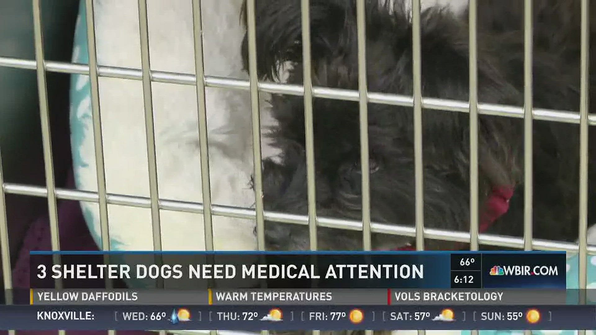 Feb. 21, 2017: The Humane Society of the Tennessee Valley is asking for donations for three dogs in need of medical attention.