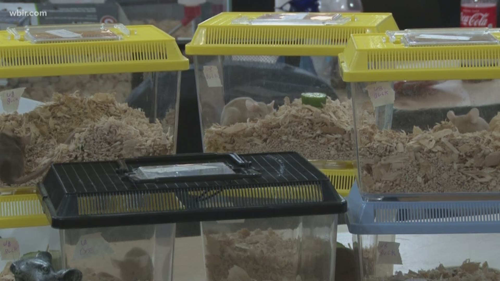 Mouse exhibition hosted in East Tennessee is one of the biggest in the country.