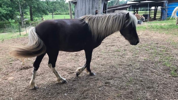 Red Rover The Mini Horse Missing From Loudon County Foster Home