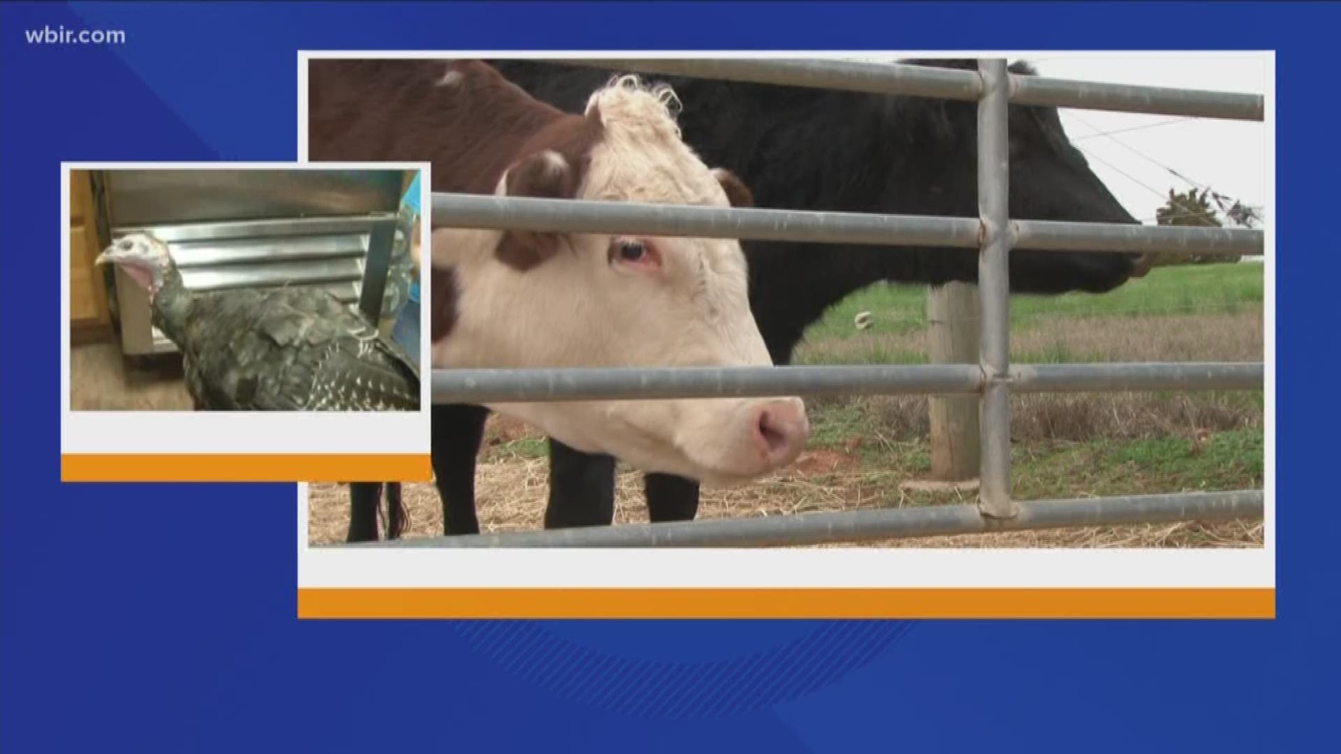 The animal sanctuary is moving to a larger space in Middle Tennessee.
