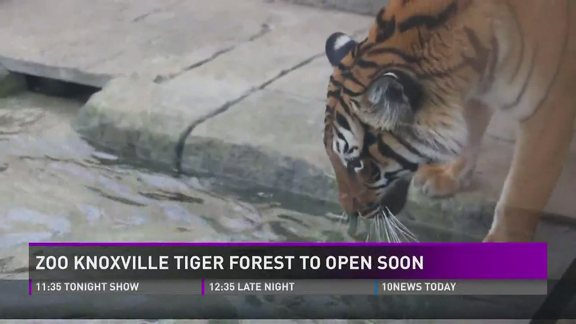 March 24, 2017:Zoo Knoxville is excited for the opening of its Tiger Forest exhibit on April 8.