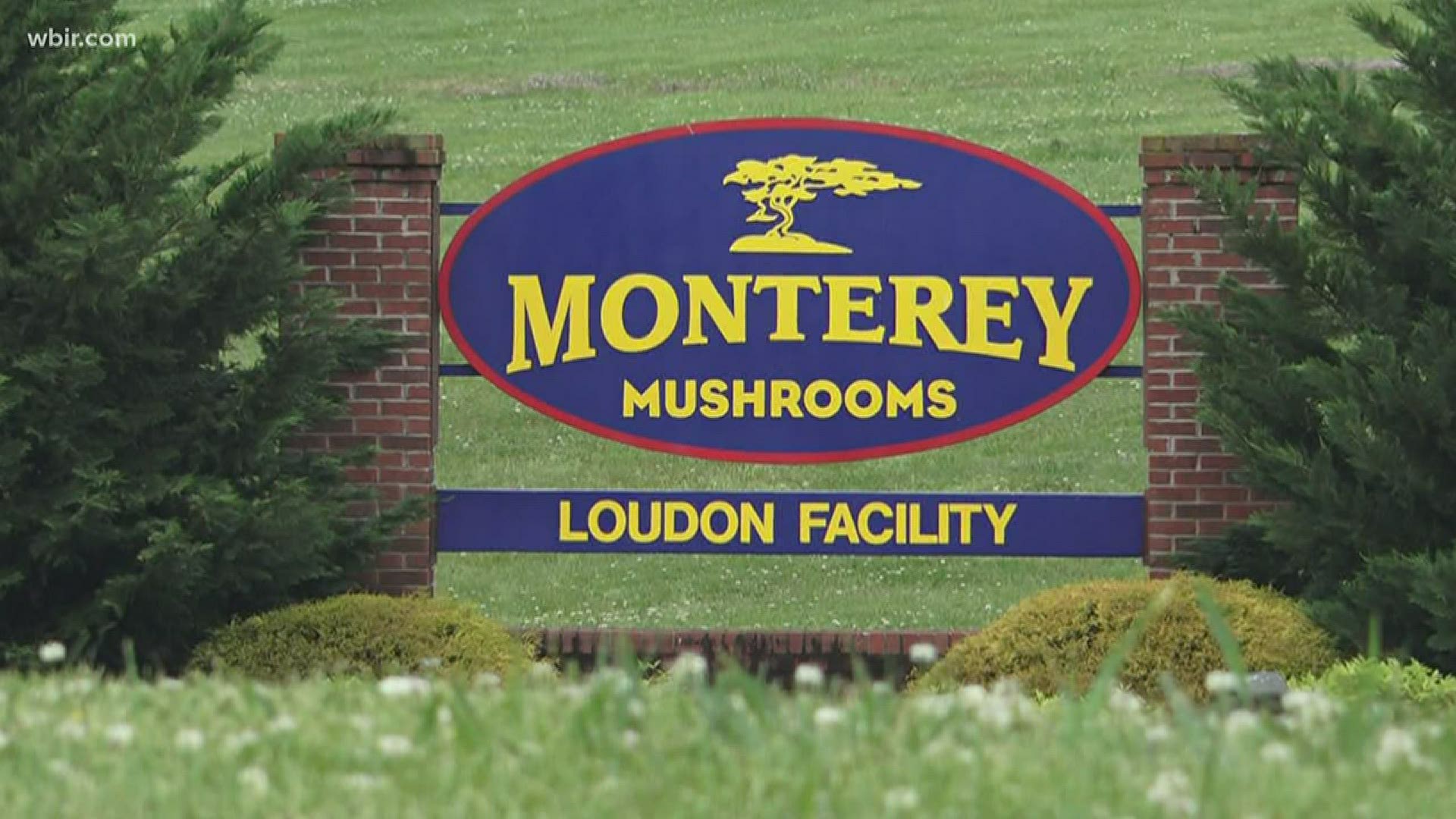 The Monterey Mushrooms factory in Loudon County says 59 of its workers have tested positive for COVID-19.