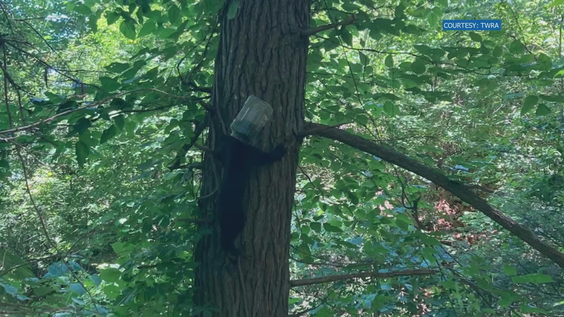 A bear was recently spotted in Wears VAlley with a plastic container stuck on its head. The TWRA and Appalachian Bear Rescue helped remove it.
