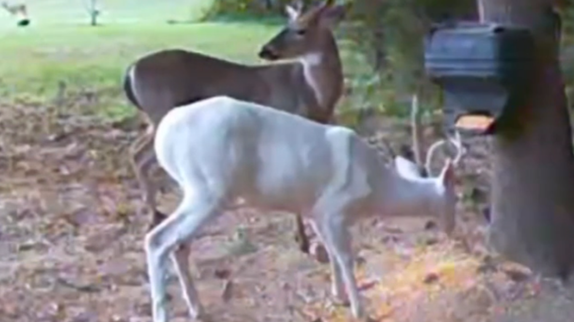 Rare albino deer spotted in Tennessee woman's back yard
