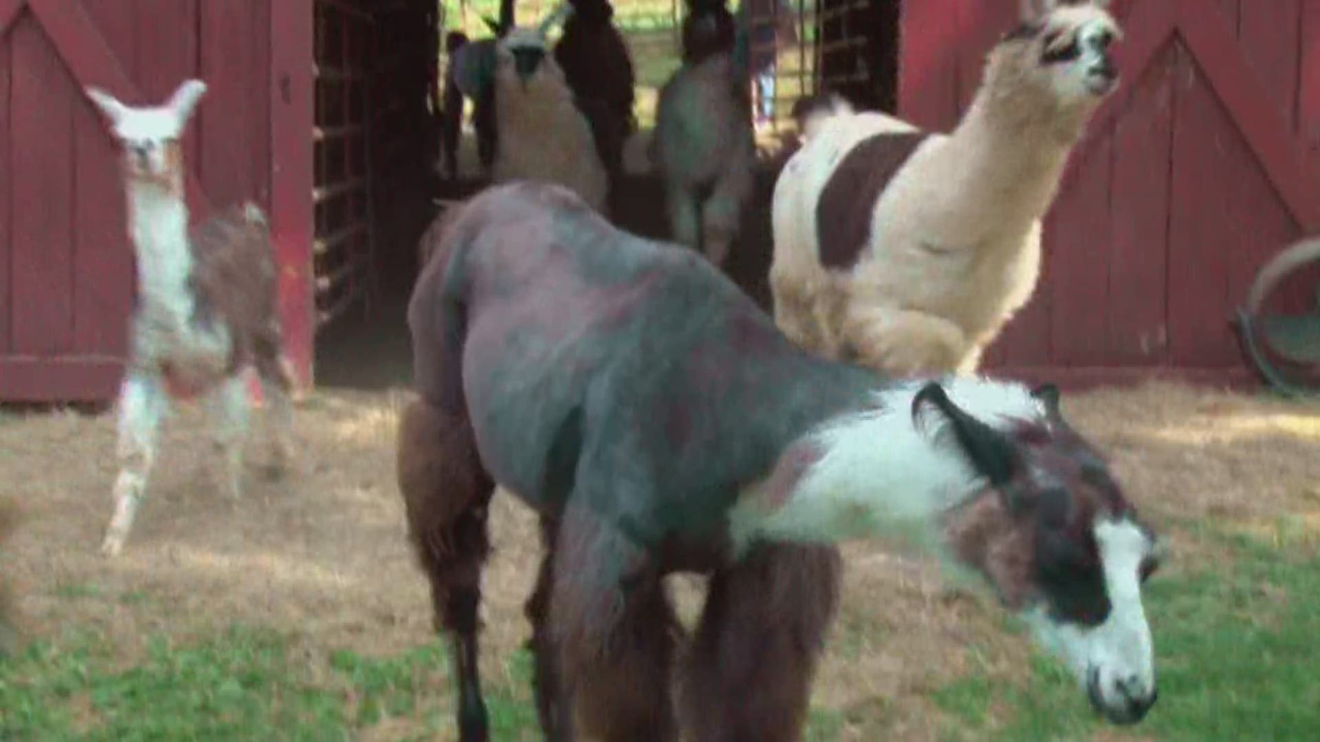 Friendly llama are not pets but they are companion livestock.