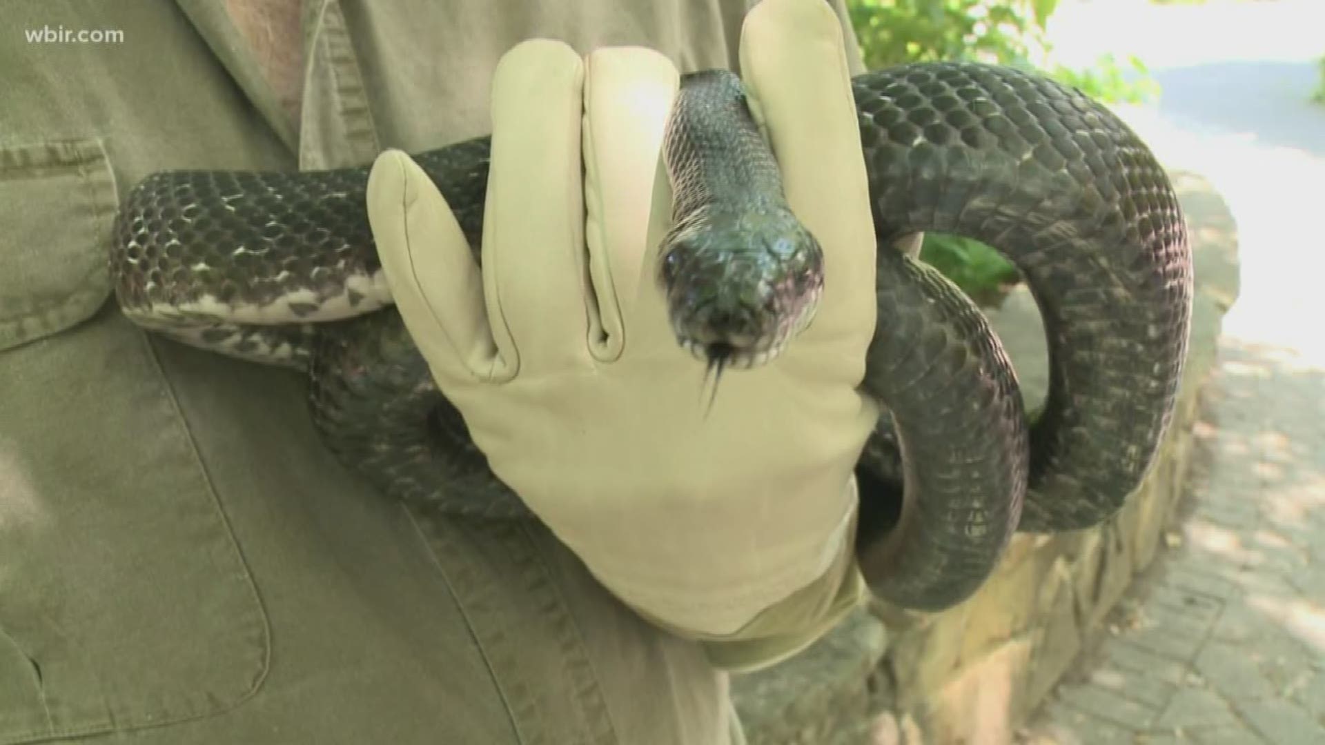There are 19 species of snakes that call East Tennessee home. Two of those are venomous.